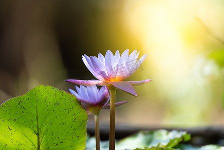 雅致花摄影照片_莲花（热带睡莲）