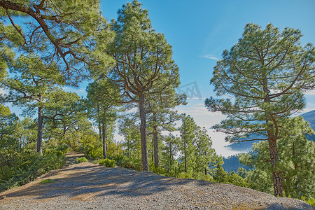 西班牙拉帕尔马山树林中安静的远足小径上生长着松树、冷杉或雪松树的景观。