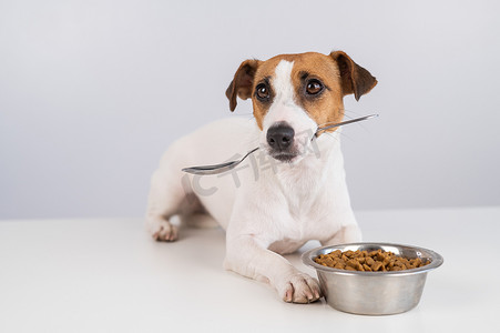 杰克罗素梗狗躺在一碗干粮旁边，嘴里拿着一把勺子，背景是白色的。