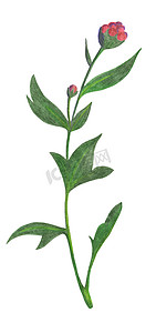 手绘红菊花芽与绿叶隔离在白色背景。
