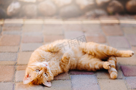 一只姜猫躺在户外，享受阳光明媚的夏日