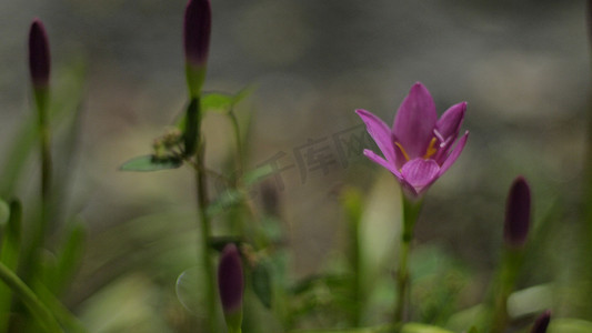 粉红色 Zephyranthes 百合的选择性焦点。粉红色雨百合春天的花朵在模糊的自然散景背景上。