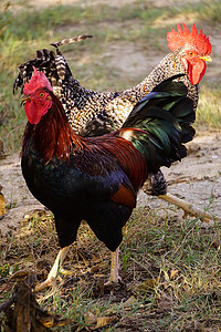 大母鸡小母鸡摄影照片_著名的德尼兹利母鸡公鸡在田野上鸣叫和漫游