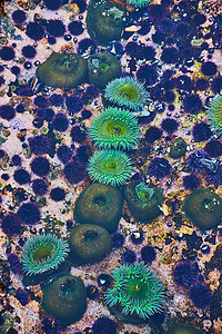 海洋潮汐池中美丽充满活力的绿海葵的细节