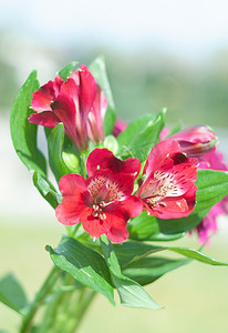 红色 alstroemeria 花束，特写，花卉背景，母亲节，春天