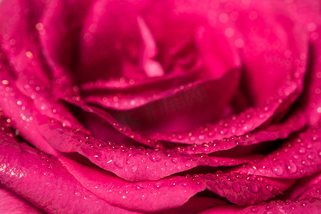粉红玫瑰的甜美色彩，浪漫色彩的天然花卉背景