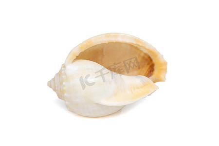 白色背景上的灰色帽子（Phalium glaucum）贝壳的图像。