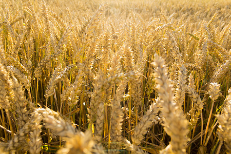 粮食危机摄影照片_小麦耳朵特写在夕阳和阳光的背景下。