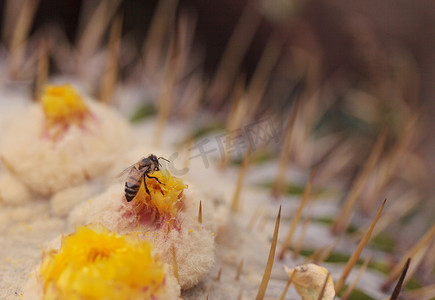 花贝壳摄影照片_蜜蜂，Apis mellifera，采集花粉