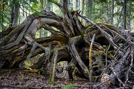 老干枯的树根从地里长出来了。
