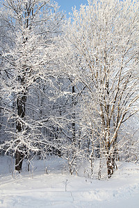 阳光下的冬季公园雪