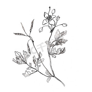 草药绘图摄影照片_白屈菜花手绘图形植物插图隔离在白色