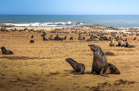 纳米比亚十字角海豹保护区的海豹毛皮栖息地。