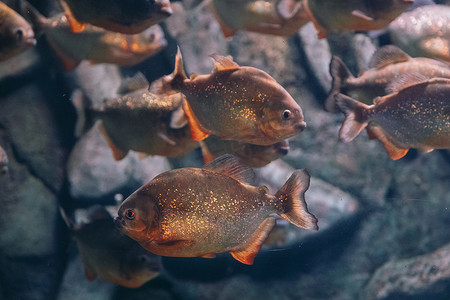 红腹食人鱼 Pygocentrus nattereri 或红食人鱼在其栖息地。