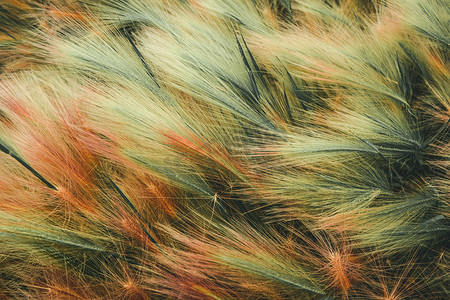 羽毛草或针叶草，Nassella tenuissima，已经在最轻微的风中形成花丝图案。