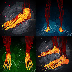 脚骨的 3d 渲染医学插图