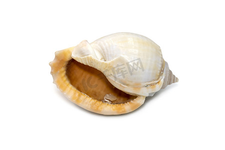 灰盖螺壳的图像，俗名灰帽或灰帽，是一种大型海蜗牛，是卡西达科海洋腹足动物软体动物，头盔蜗牛和帽蜗牛在白色背景下分离。