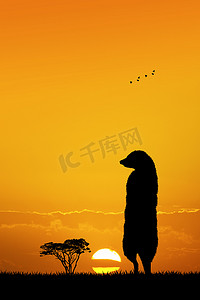 日落时非洲风景中的猫鼬