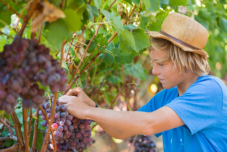 戴草帽的金发少年采摘成熟葡萄
