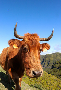 金色母牛摄影照片_关闭在马德拉，葡萄牙山吃草的母牛。