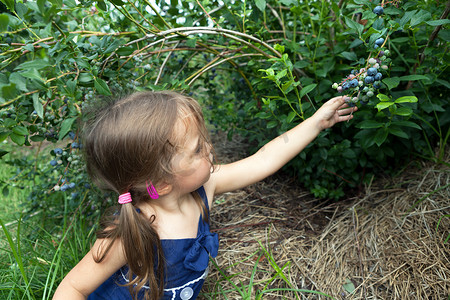 小女孩采摘蓝莓