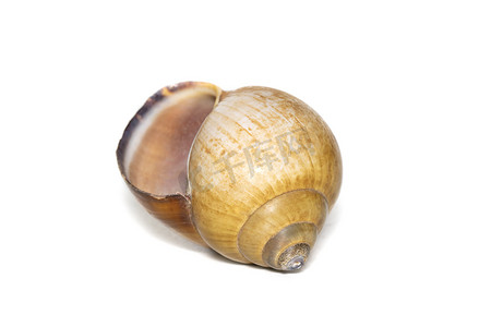 白色背景上的棕色螺旋海贝壳的图像。
