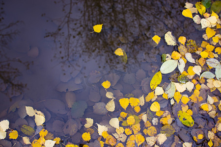 沃罗涅日摄影照片_俄罗斯沃罗涅日市水坑里的黄秋叶、雨滴痕迹和树木倒影
