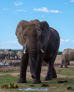 南非的大象，阿多大象公园的大象家族