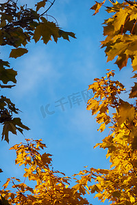 蓝天、秋天背景下，有秋黄叶子的树枝