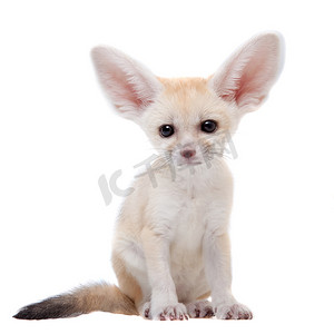 白色背景上的漂亮 Fennec 狐狸幼崽