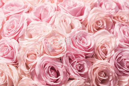 选择焦点 美丽的粉红色花朵背景。