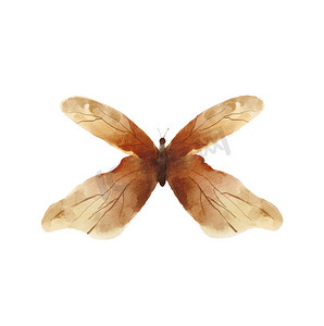 水彩昆虫摄影照片_水彩棕色蝴蝶蛾插图。