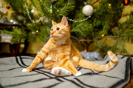 新年假期的晚上，一只漂亮的红白猫坐在圣诞树下的床单上。