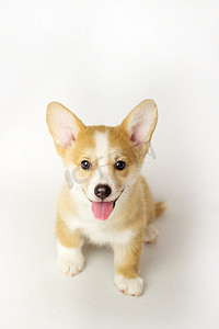 柯基动画摄影照片_白色背景上的可爱小狗柯基彭布罗克