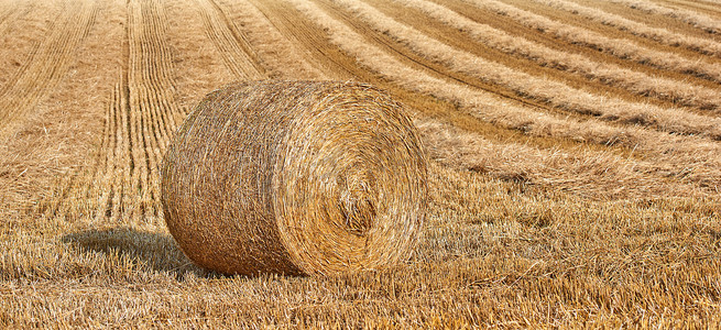 粮食产业摄影照片_收获小麦、黑麦或大麦后，在农业牧场和粮食庄园上滚动秸秆的圆形干草捆。