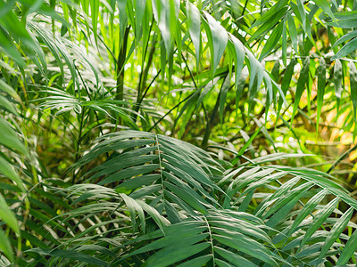 温室中的热带植物。