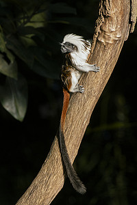 树上蓬松的棉顶狨猴的肖像，长着黑色的尾巴