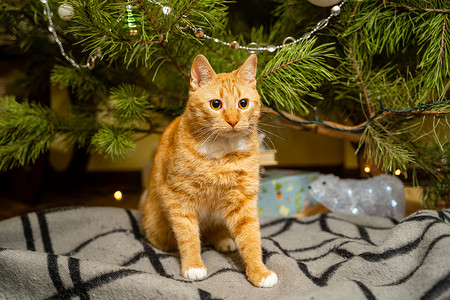 快乐的姜猫坐在圣诞树下的格子上，在新年前夜装饰节日。