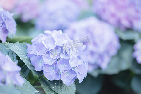夏天植物植物摄影照片_绣球花特写，柔和的蓝色
