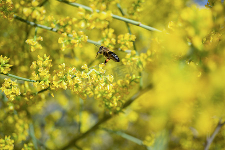 蜜蜂为黄色花朵授粉