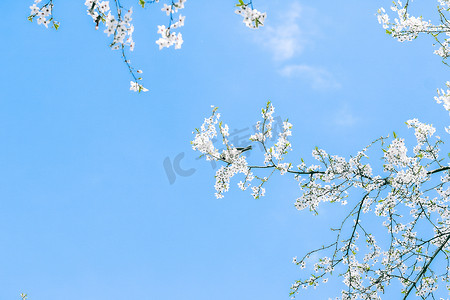 樱花和蓝天，白花作为自然背景