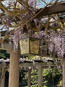 紫色柱子摄影照片_凉棚上的灯笼，柱子上缠绕着紫丁香