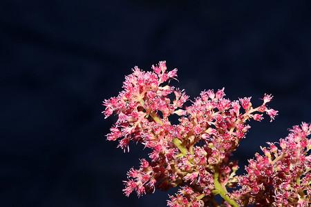 紫色花朵特写植物背景高品质大尺寸版画落新妇科虎耳草科墙海报