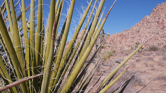 沙漠植物，仙人掌在约书亚树国家公园，加利福尼亚谷原野