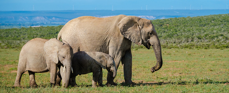 家族旅行摄影照片_南非的大象，阿多大象公园的大象家族