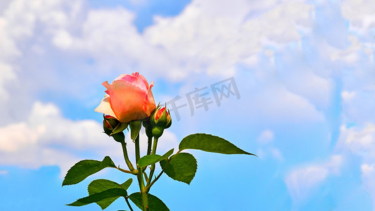 美丽的粉红玫瑰，叶子映衬着蓝天白云