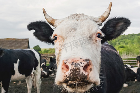 在牛群和公牛群中关闭好奇牛的肖像。