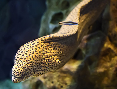 水族馆里的咸水鱼海鳗。