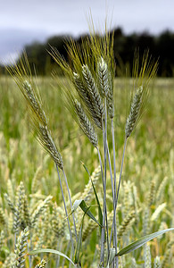 小麦小黑麦的绿色耳朵在田地的背景上。