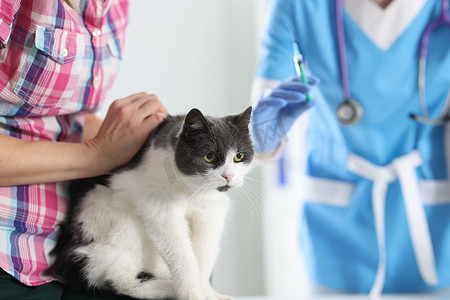 动物麻醉摄影照片_兽医医生在兽医诊所给猫接种疫苗